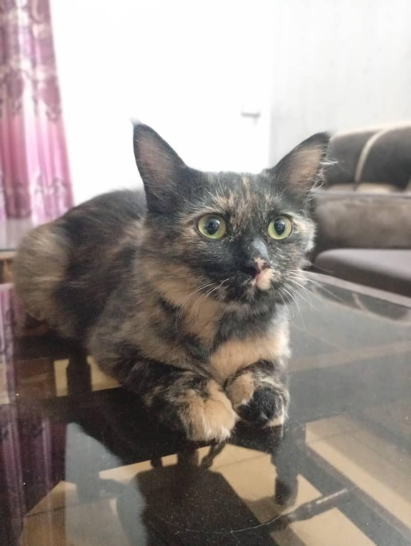 Persian 1