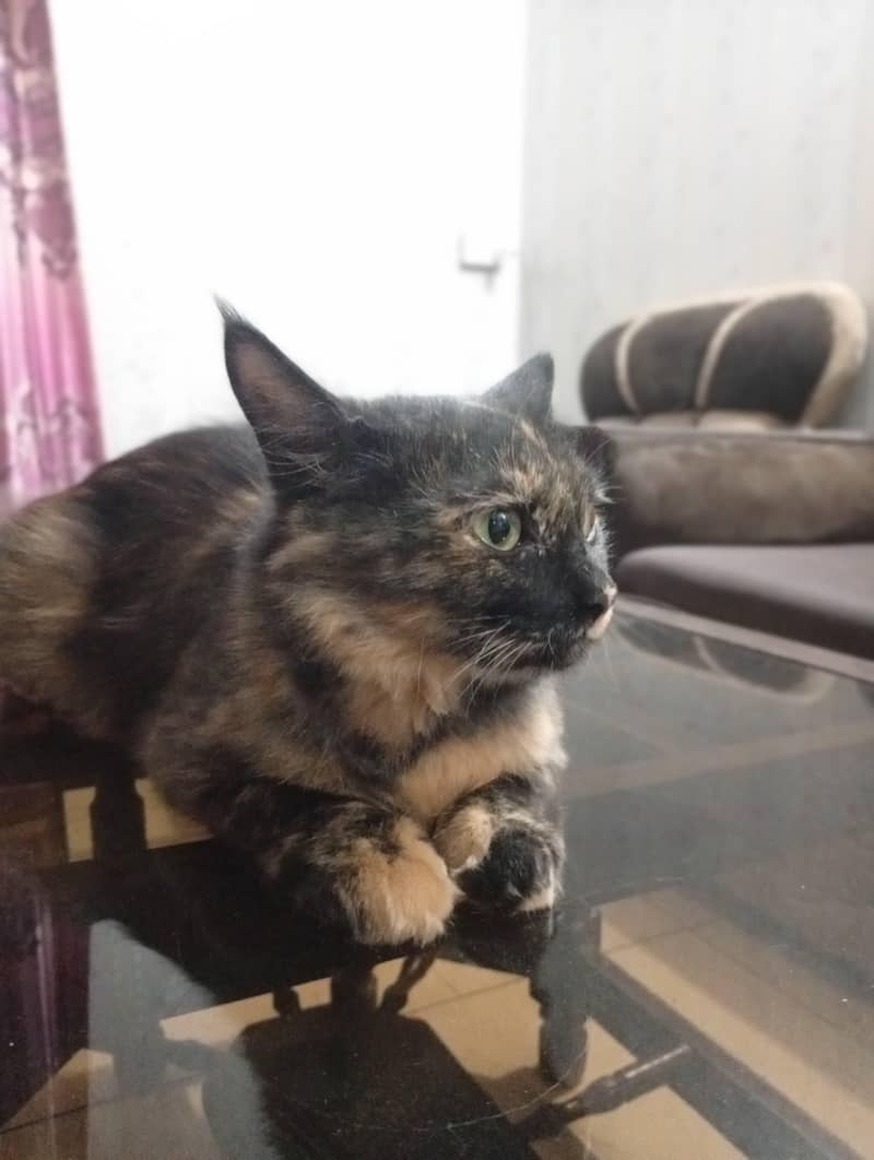 Persian 2