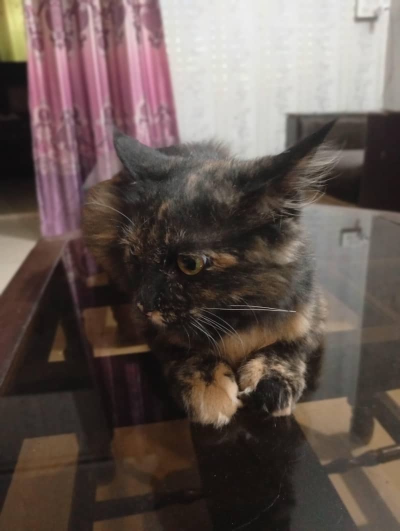 Persian 3