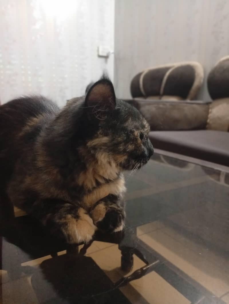 Persian 4