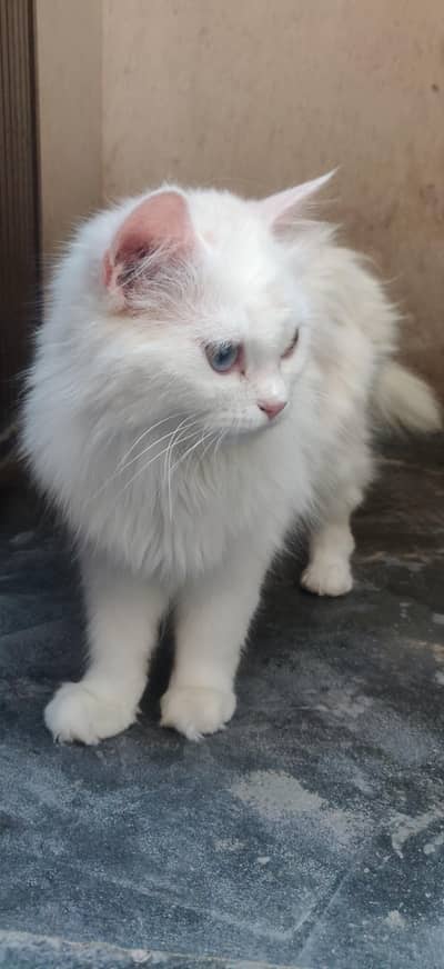 Beautiful Pure White Persian Cat For Sale