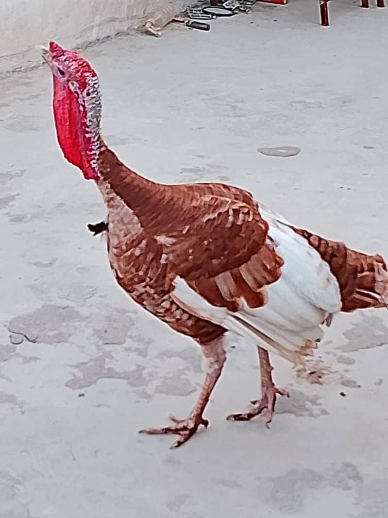 Turkey 1