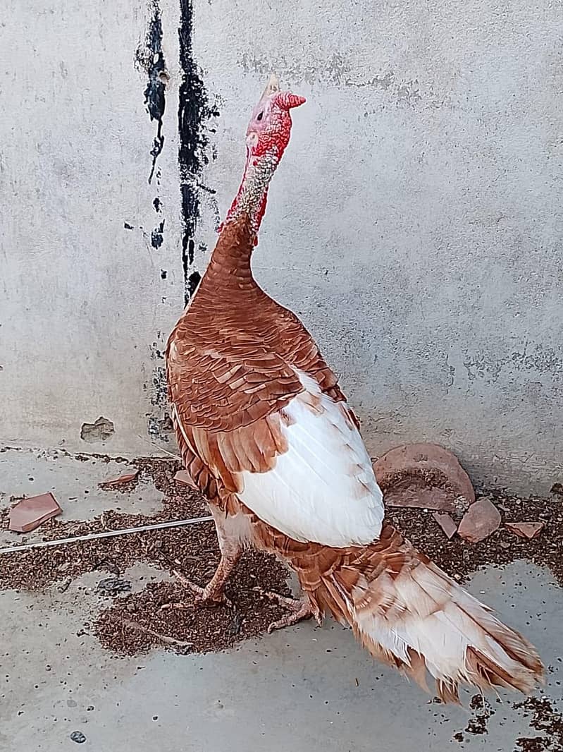 Turkey 2