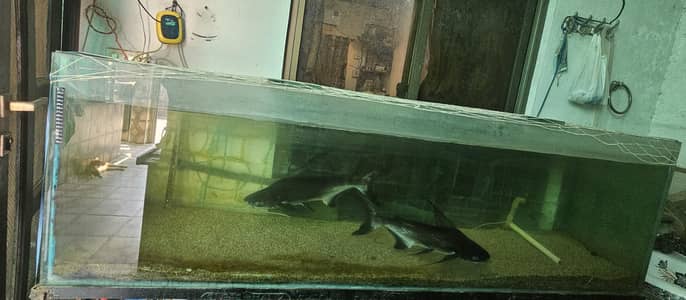 Stunning 2-foot Naja Shark Pair(3 years raised)-- Healthy and Active
