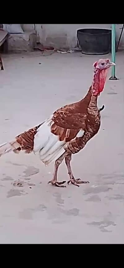 Turkey