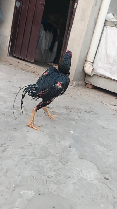 Thai pakoya male