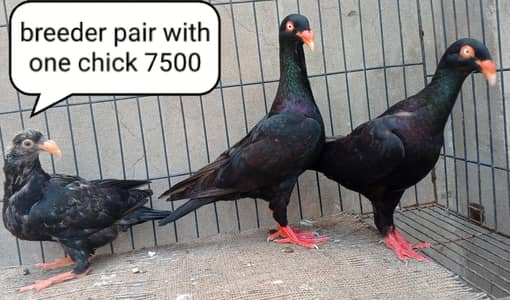 fancy pigeons/swallow/fantail/Jacobin/frillback/lahori sherazi/norwich