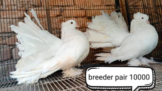 fancy pigeons/swallow/fantail/Jacobin/frillback/lahori sherazi/norwich