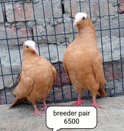 fancy pigeons/swallow/fantail/Jacobin/frillback/lahori sherazi/norwich