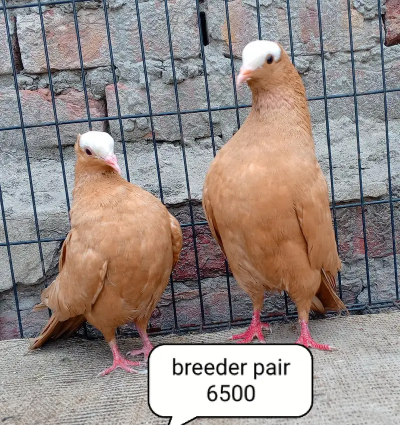fancy pigeons/swallow/fantail/Jacobin/frillback/lahori sherazi/norwich — photo 4