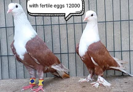 fancy pigeons/swallow/fantail/Jacobin/frillback/lahori sherazi/norwich