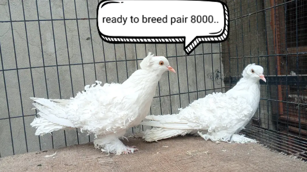 fancy pigeons/swallow/fantail/Jacobin/frillback/lahori sherazi/norwich — photo 7
