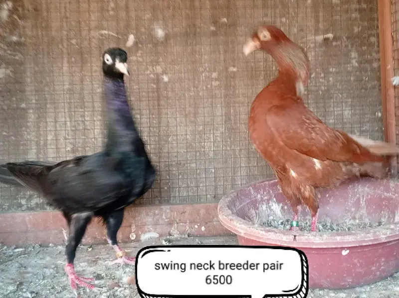 fancy pigeons/swallow/fantail/Jacobin/frillback/lahori sherazi/norwich — photo 8