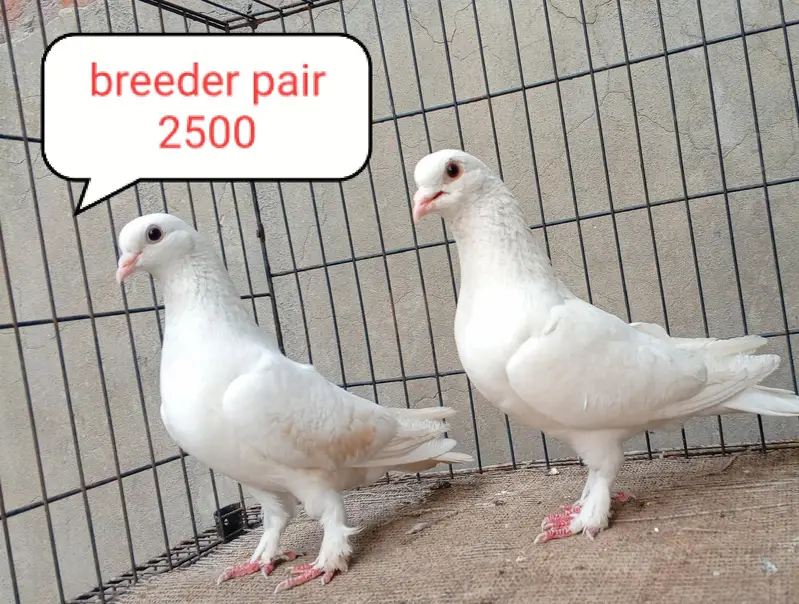 fancy pigeons/swallow/fantail/Jacobin/frillback/lahori sherazi/norwich — photo 11