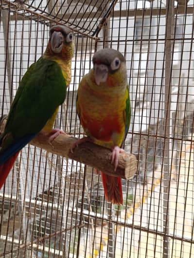yellow sided conures and pineapple conure