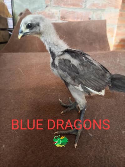 PURE DRAGON, RED, BLUE, BLACK, AND WHITE AND SHAMO TRIO SET
