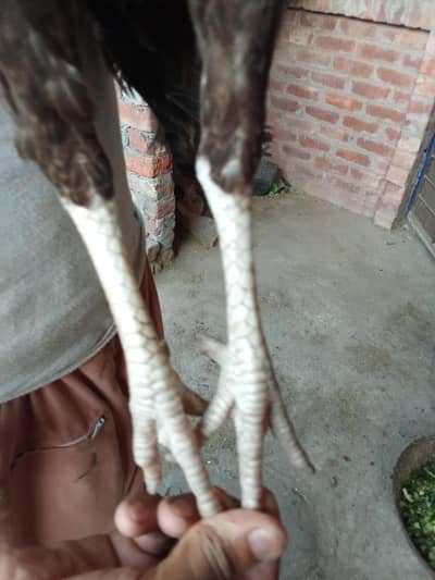 aseel murgi for sale in Lahore