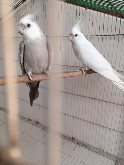 eno cocktail breeder pair