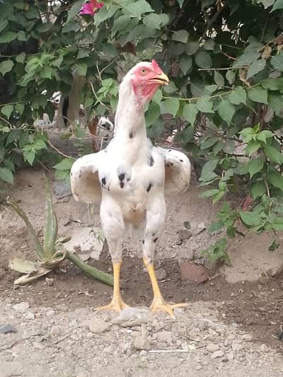 Healthy Seel Hen
