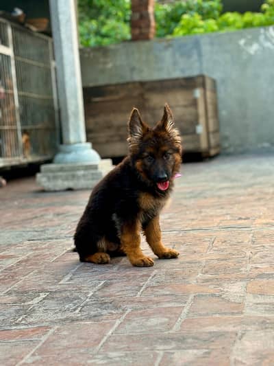 triple coat male dog