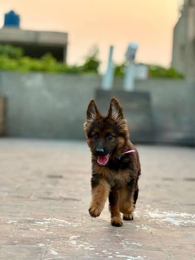 triple coat male dog