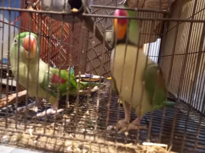 selling parrots