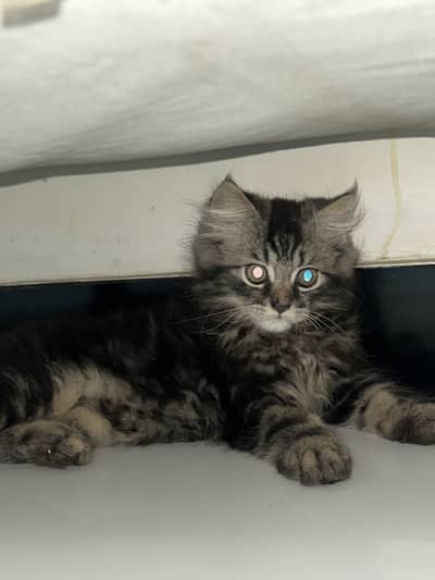 Kitten