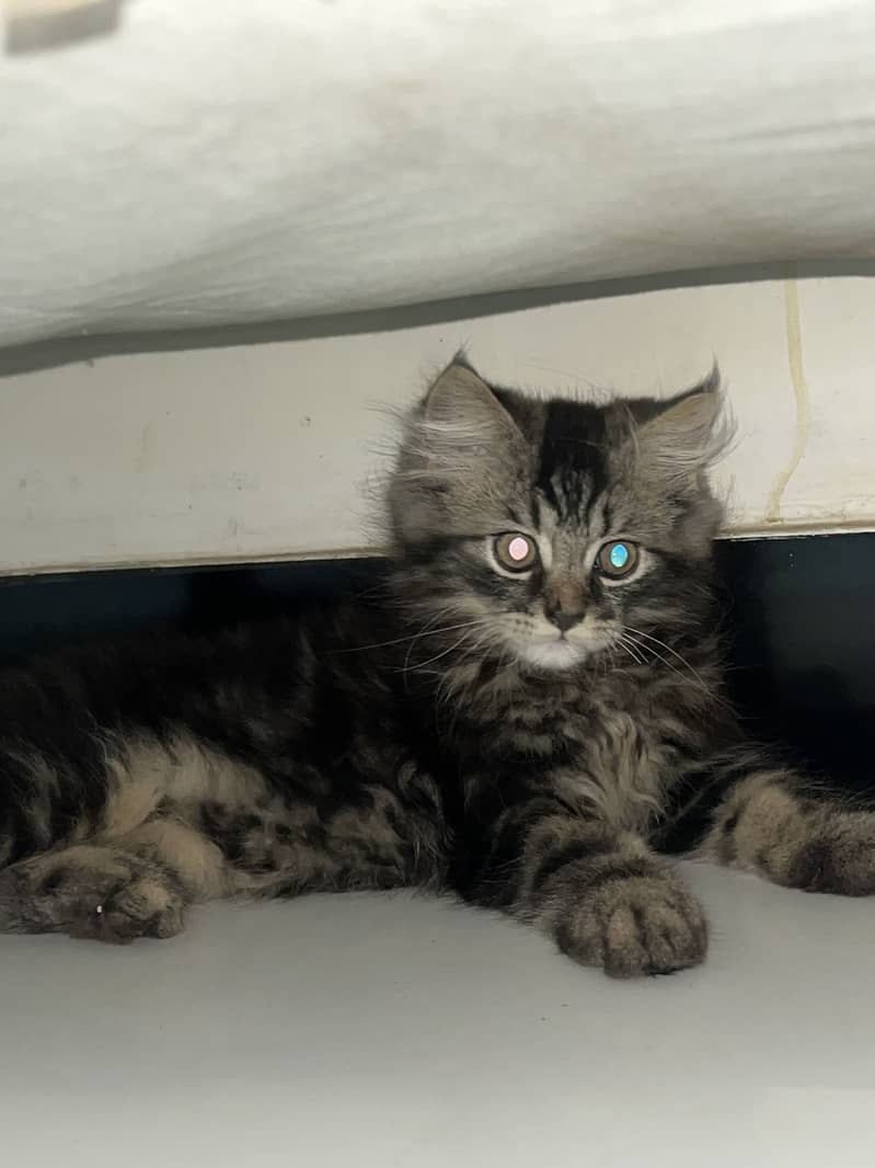 Kitten 0
