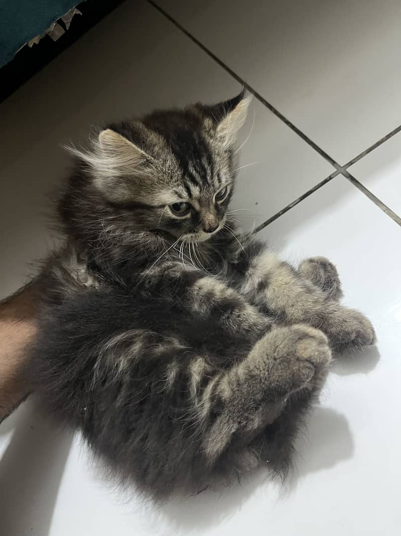Kitten 1