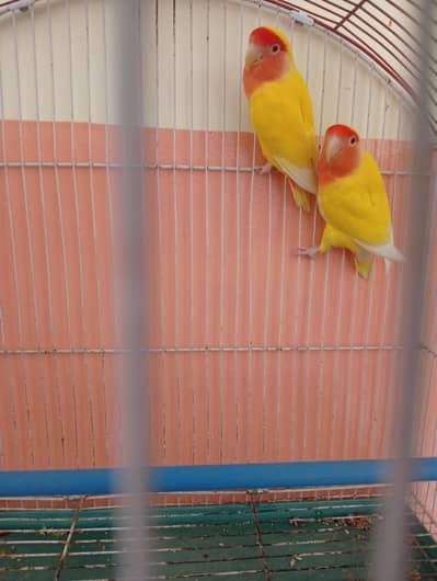 Love birds for sale