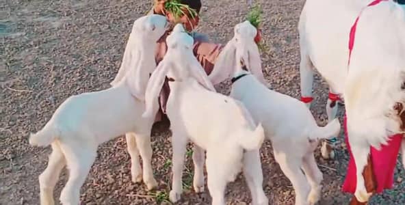 3 bacchon wali gulabi bakri for sale call 03460423873