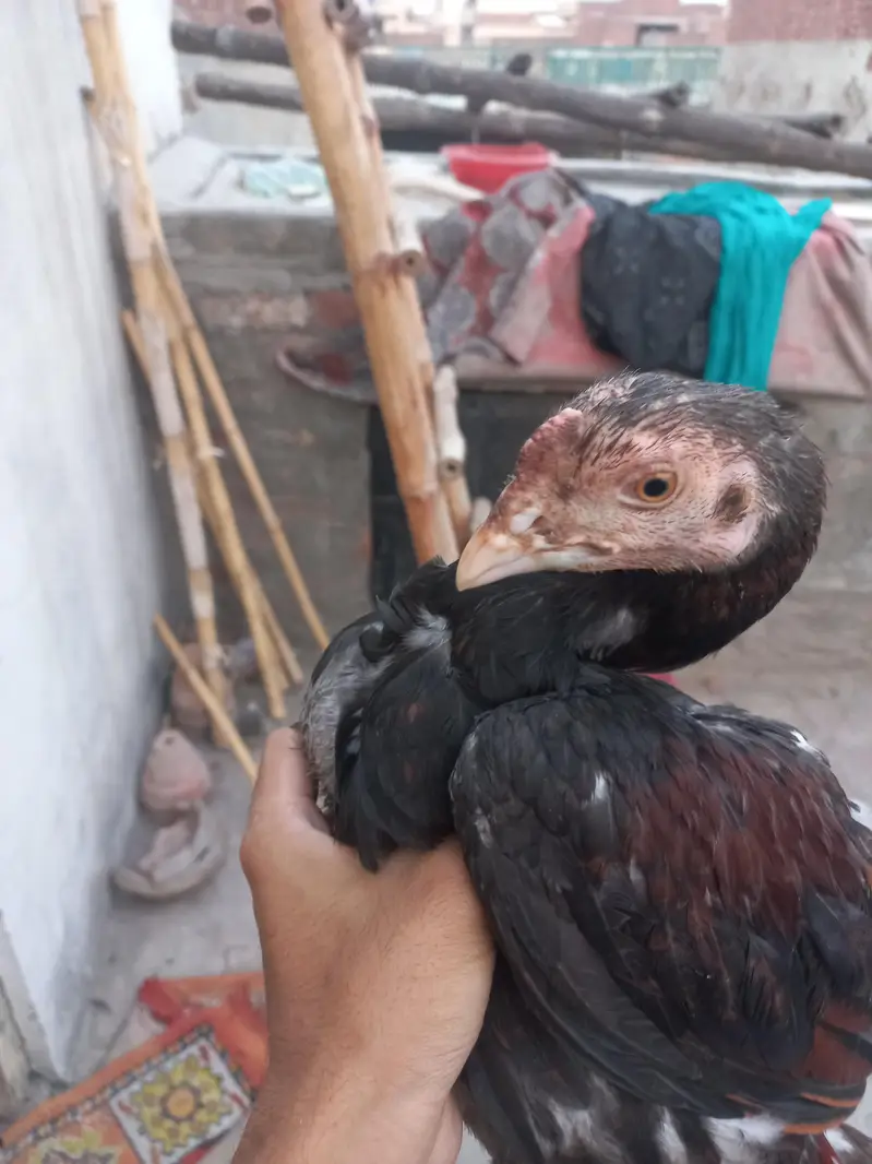 2 Aseel pathy for sale — photo 2