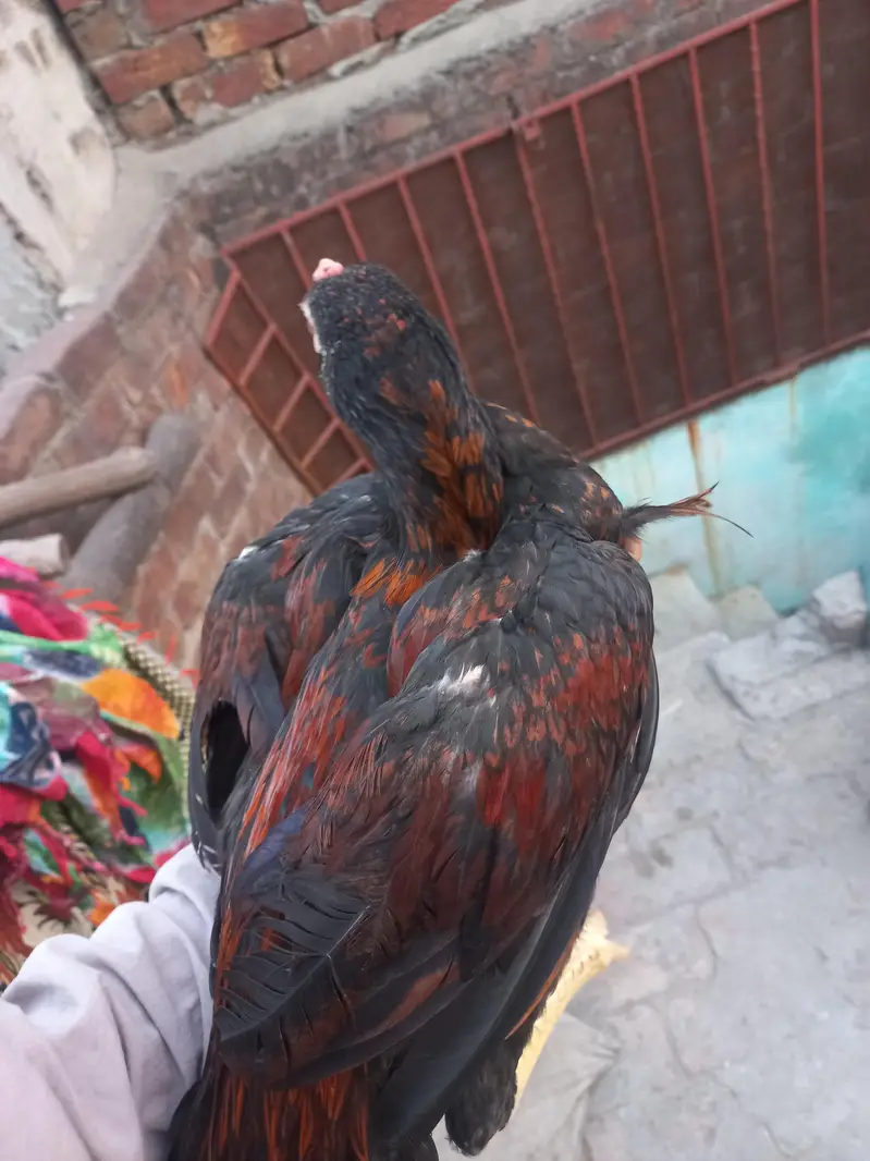 2 Aseel pathy for sale — photo 3