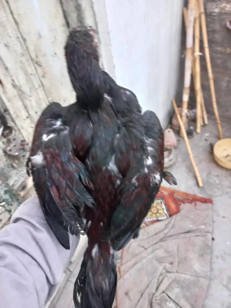 2 Aseel pathy for sale — photo 4