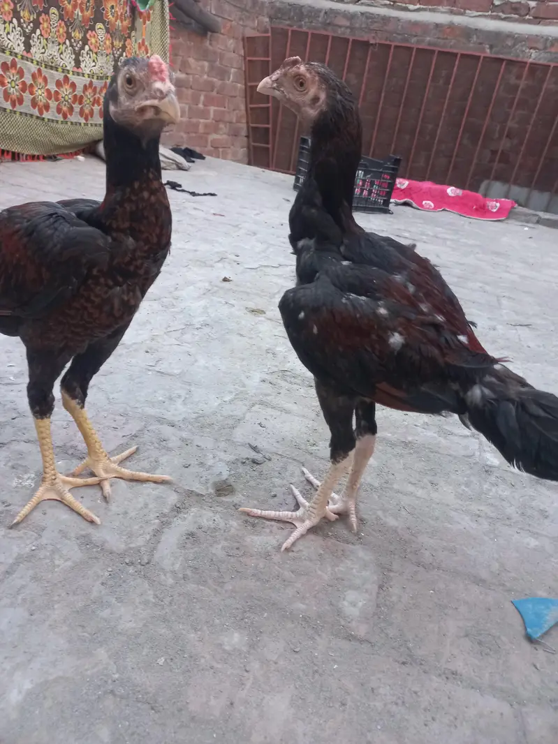 2 Aseel pathy for sale — photo 5