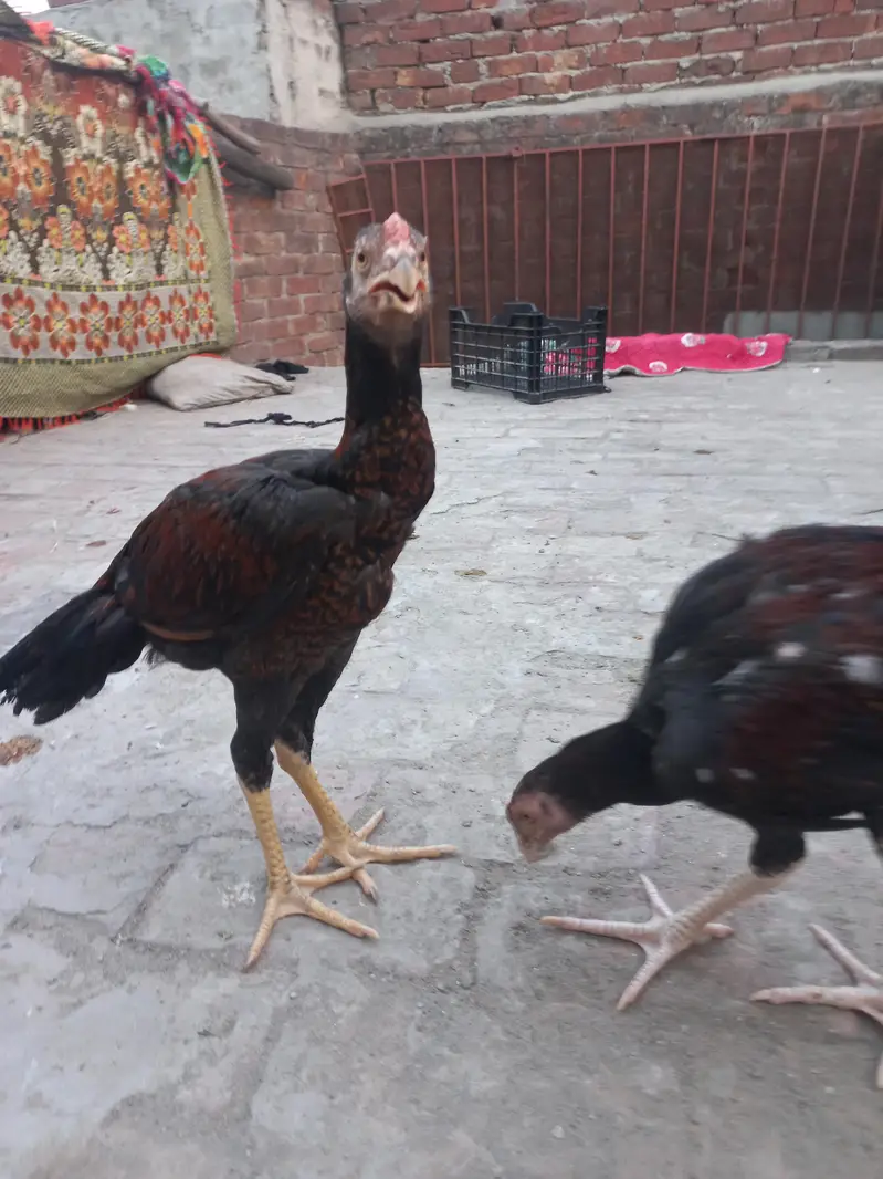 2 Aseel pathy for sale — photo 6