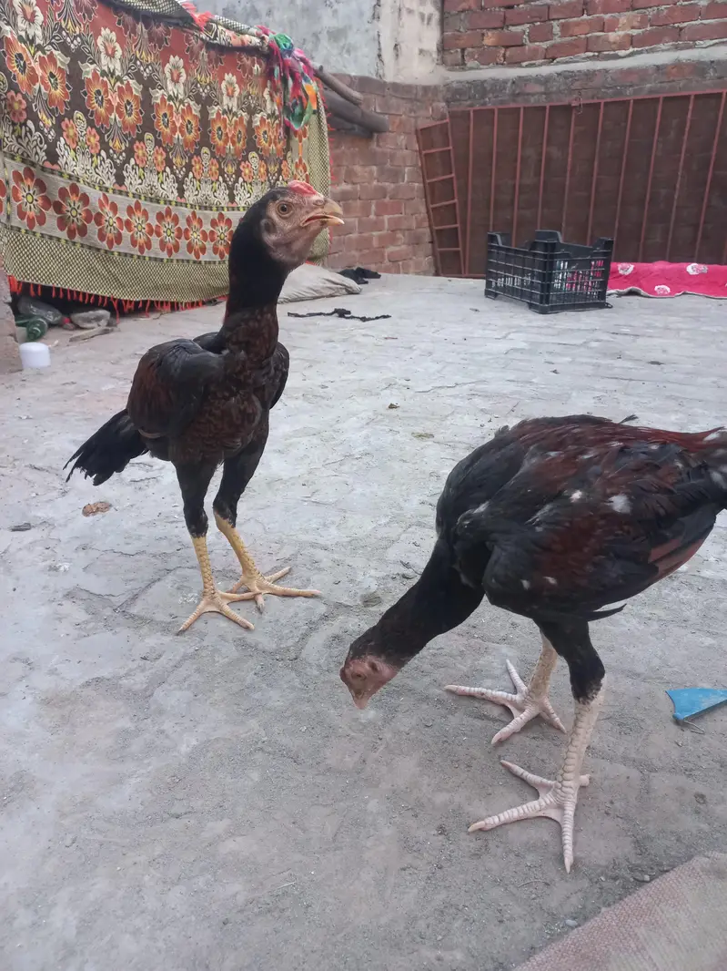2 Aseel pathy for sale — photo 7