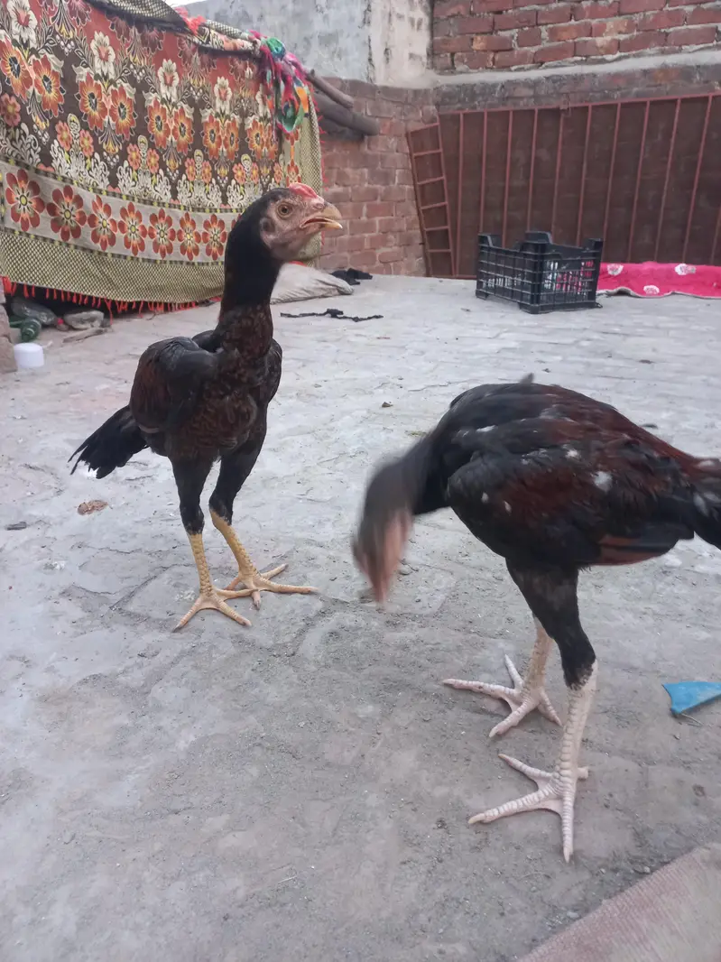 2 Aseel pathy for sale — photo 8