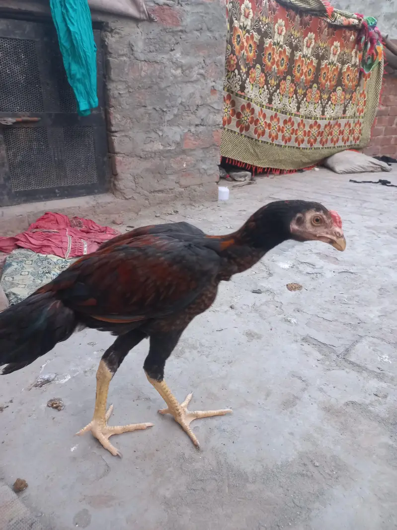 2 Aseel pathy for sale — photo 10