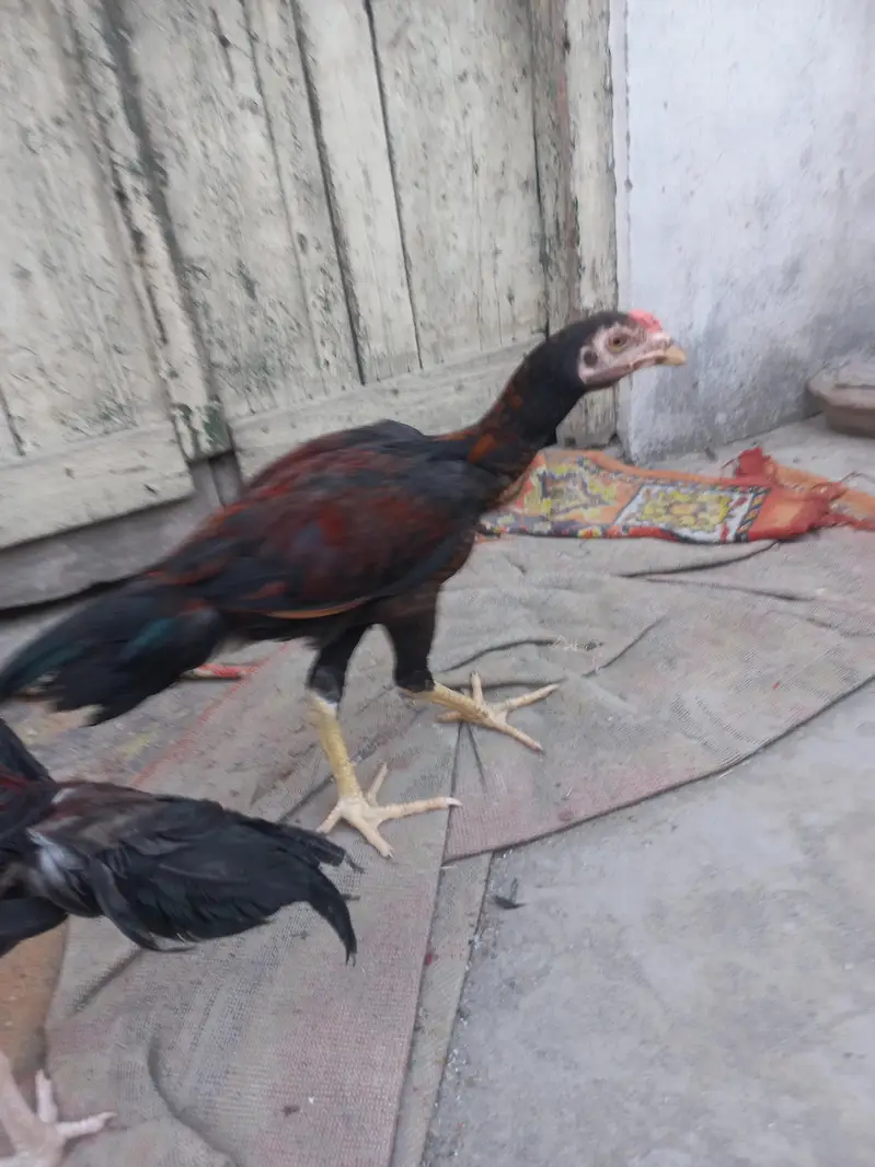 2 Aseel pathy for sale — photo 12