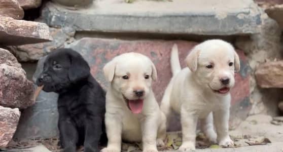 British labrador puppies