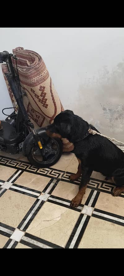 top of line quality male rottweiler