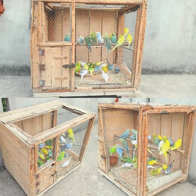 Breeder Budgies, 2 Cages and Big size Nests