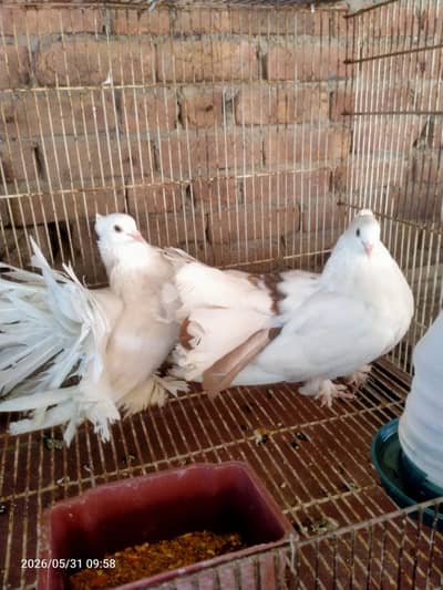 breedar pair Hain fantail 3pice