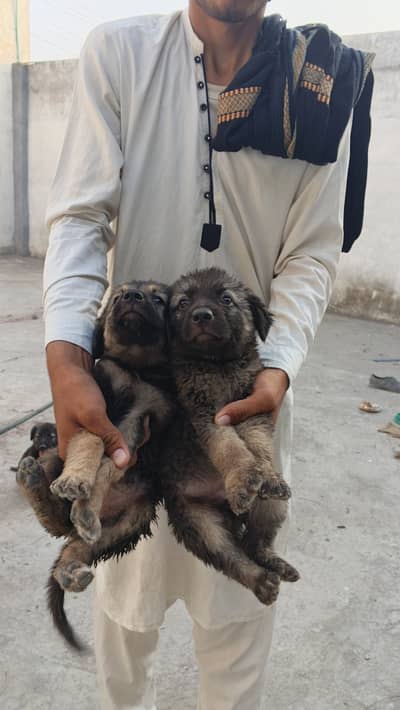 German shepherd puppies 4