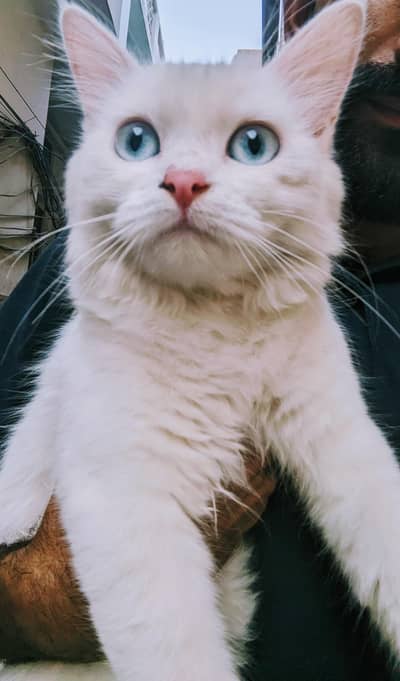 blue eyes cate