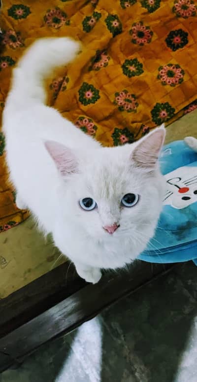 Persian cat| Doll face cat | kitten| Heavy tail cat |Triple coated