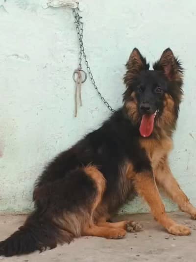 German Shepherd female long good and for sale