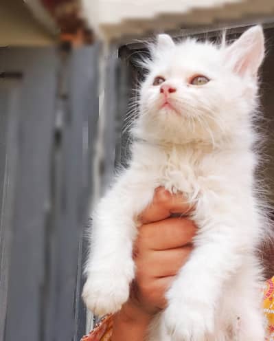 Persian kittens