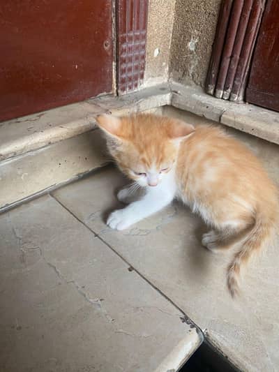 Persian triple nd double fur kittens